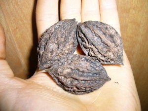noix noyer buartnut (n.cinerea x n.aliantifolia)